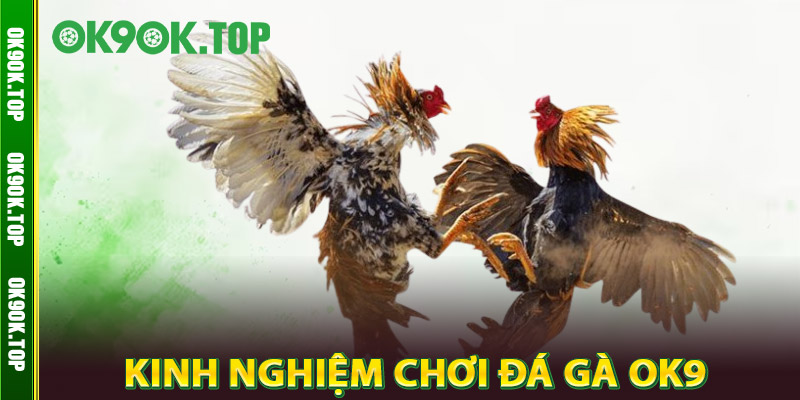 Đá Gà OK9 – Truy Cập Nhanh, Xem Live Trực Tuyến Cực Nét 3 Kinh Nghiệm Chơi Đá Gà OK9